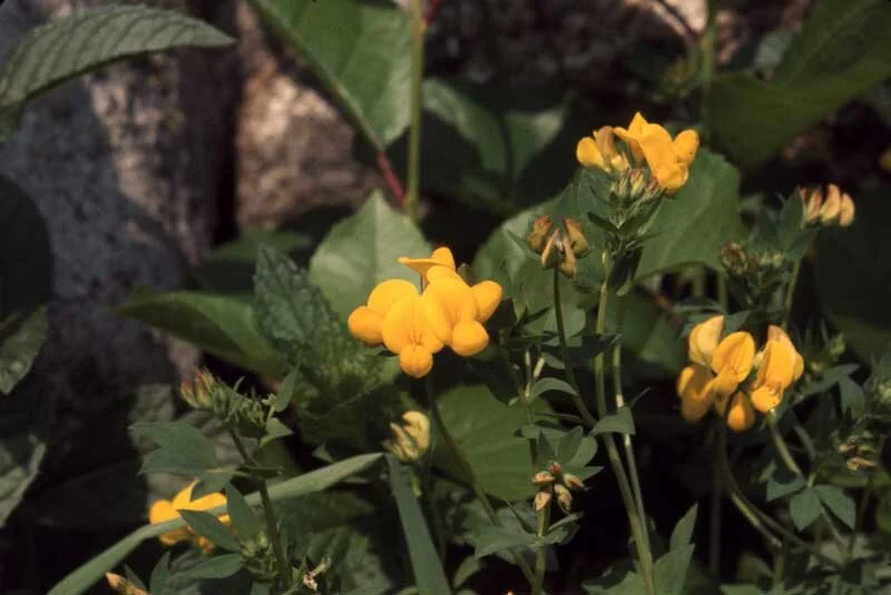 Birdsfoot Trefoil - 1975