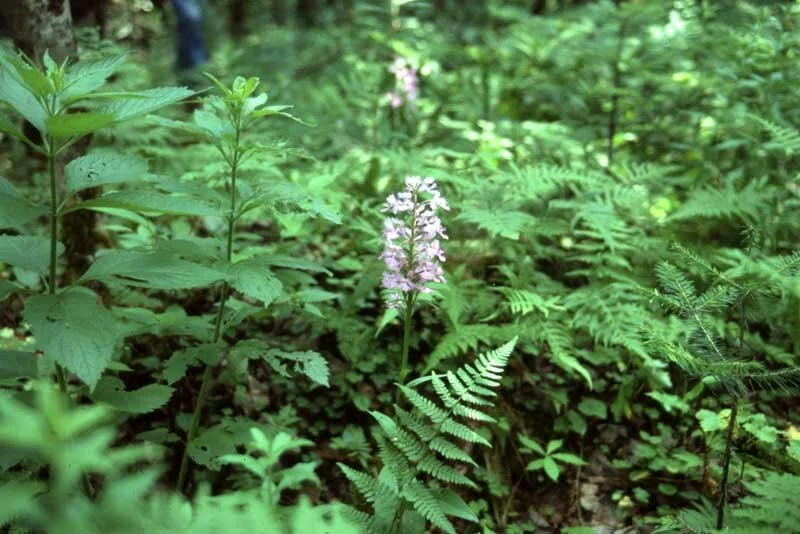 Purple Fringed Orchid - 1986