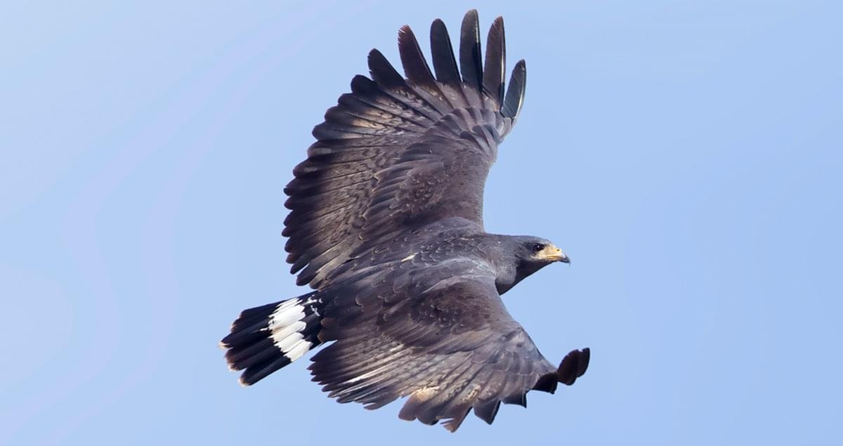 Black Hawk.jpeg