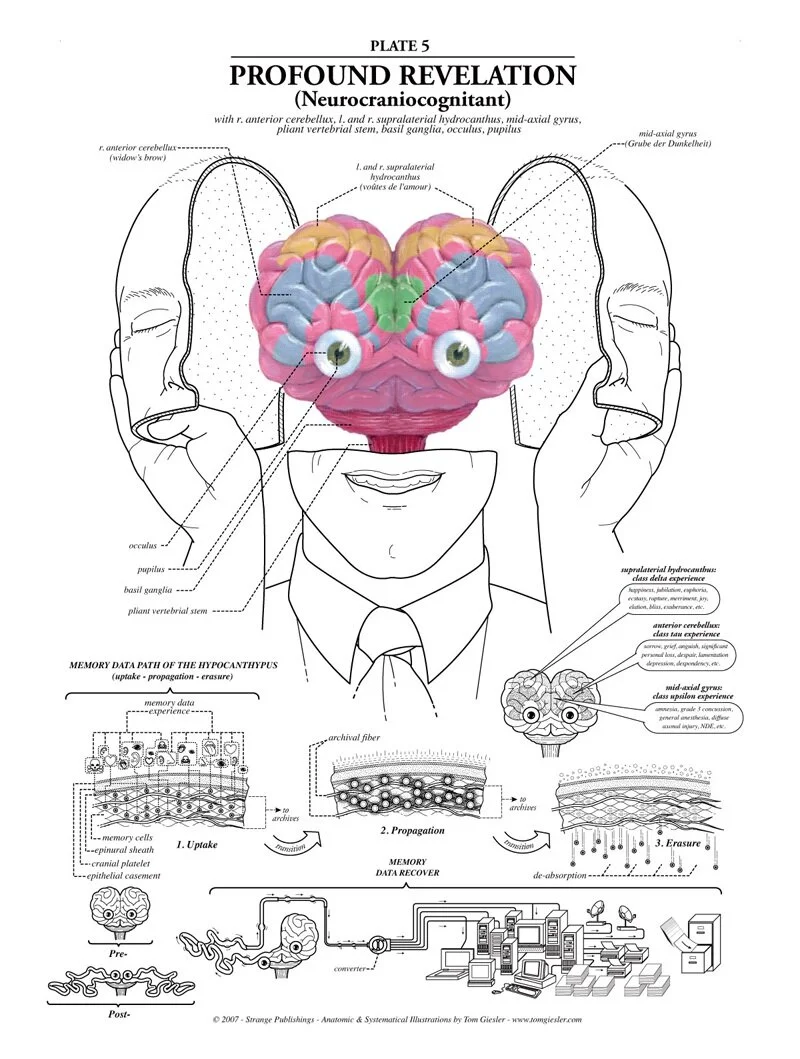 Anatomical Charts you Won't Find at the Doctors Office