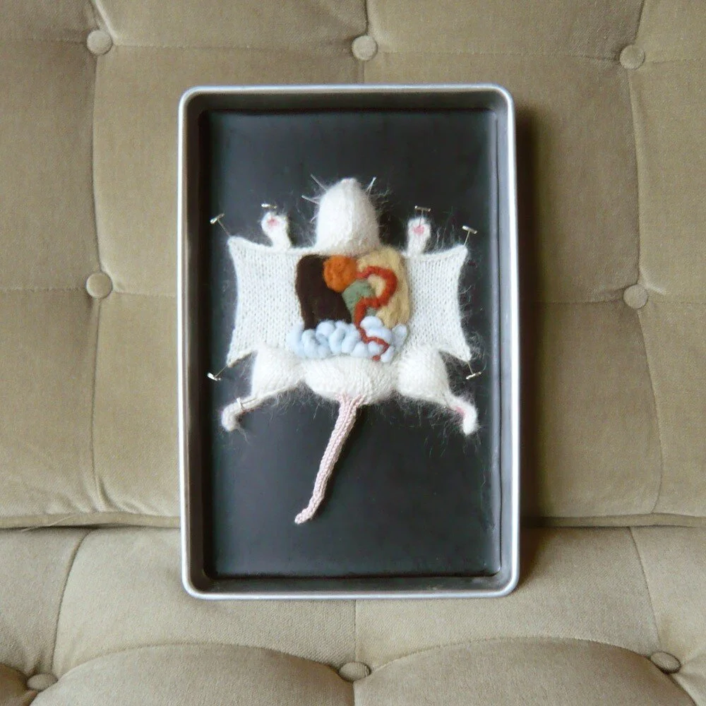Rat Dissection in Knit