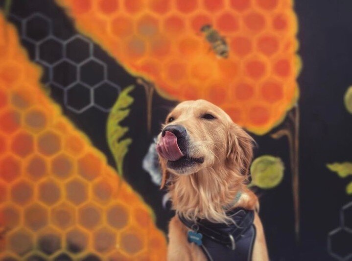 This Black Cat Alley visitor is as sweet as can bee! 🐝 

🎨  Life&rsquo;s Pollinators by @mi.salgado
📷  @woofbayjax