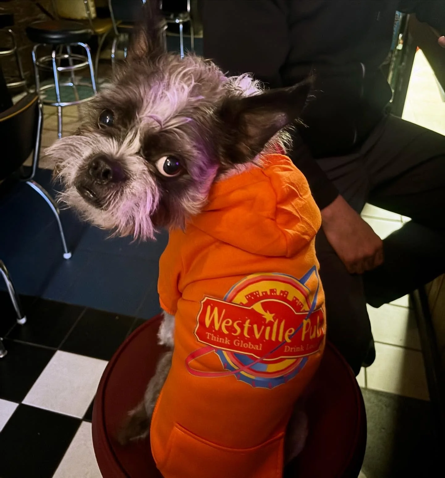 New mascot alert! Check out Gobi in Mr. Christmas&rsquo; limited edition Westville Pup hoodie, available in small dog or large cat sizes. On sale now just ask the artist himself about the details😉 also pictured is Gobi in his Eagles kit💚🦅 go birds