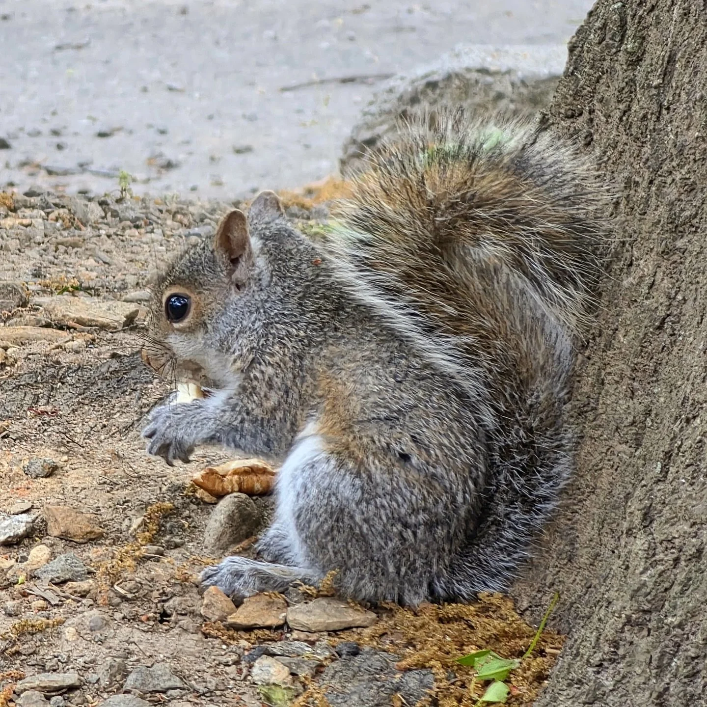 Have you guys spotted the adorable baby squirrel in our parking lot? Us and our neighbors at @westvillagemarket have been feeding this little guy. What should we name him🐿️🌷🥜??? #springhassprung #onhaywood