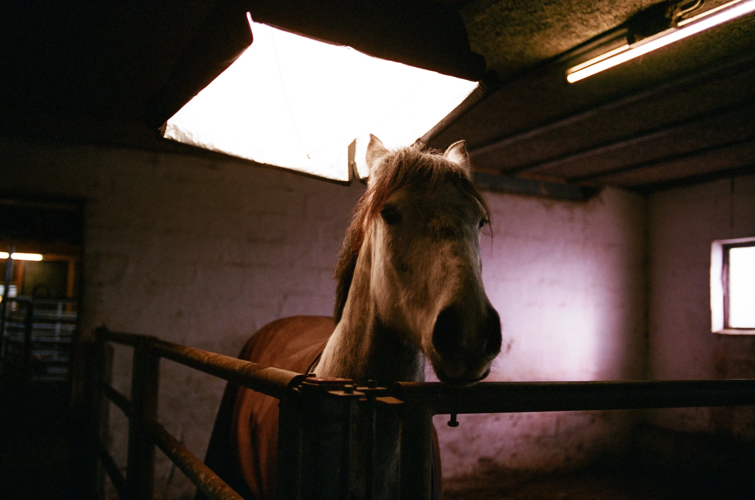 Februar 2024 - Portra 400 - Nikon F4 - Cirkus  8.jpg