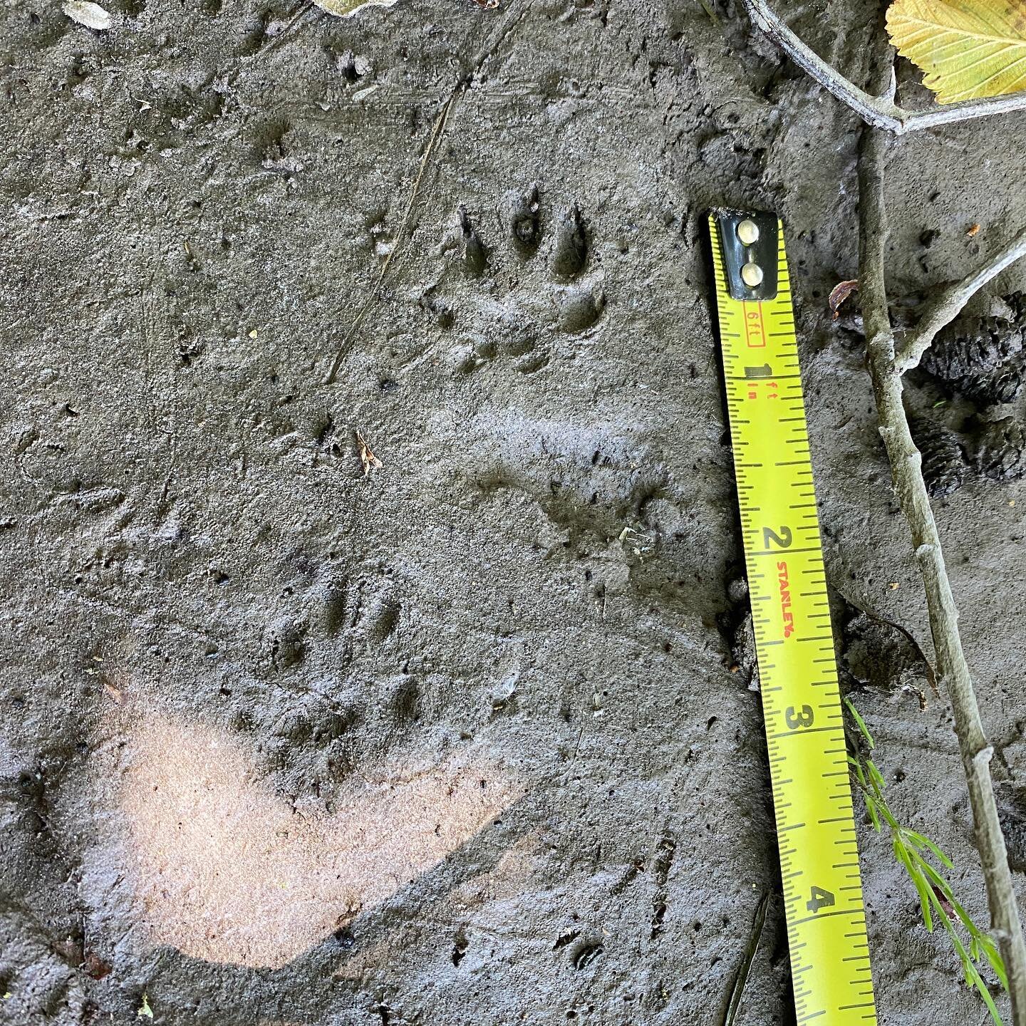 Some of my favorites Ive seen yet -!!! Are you familiar with these tracks? I was torn between two species and after discussing with a few colleagues and @licia_sahagun we believe they are from a small or young/juvenile Mink. They even registered the 