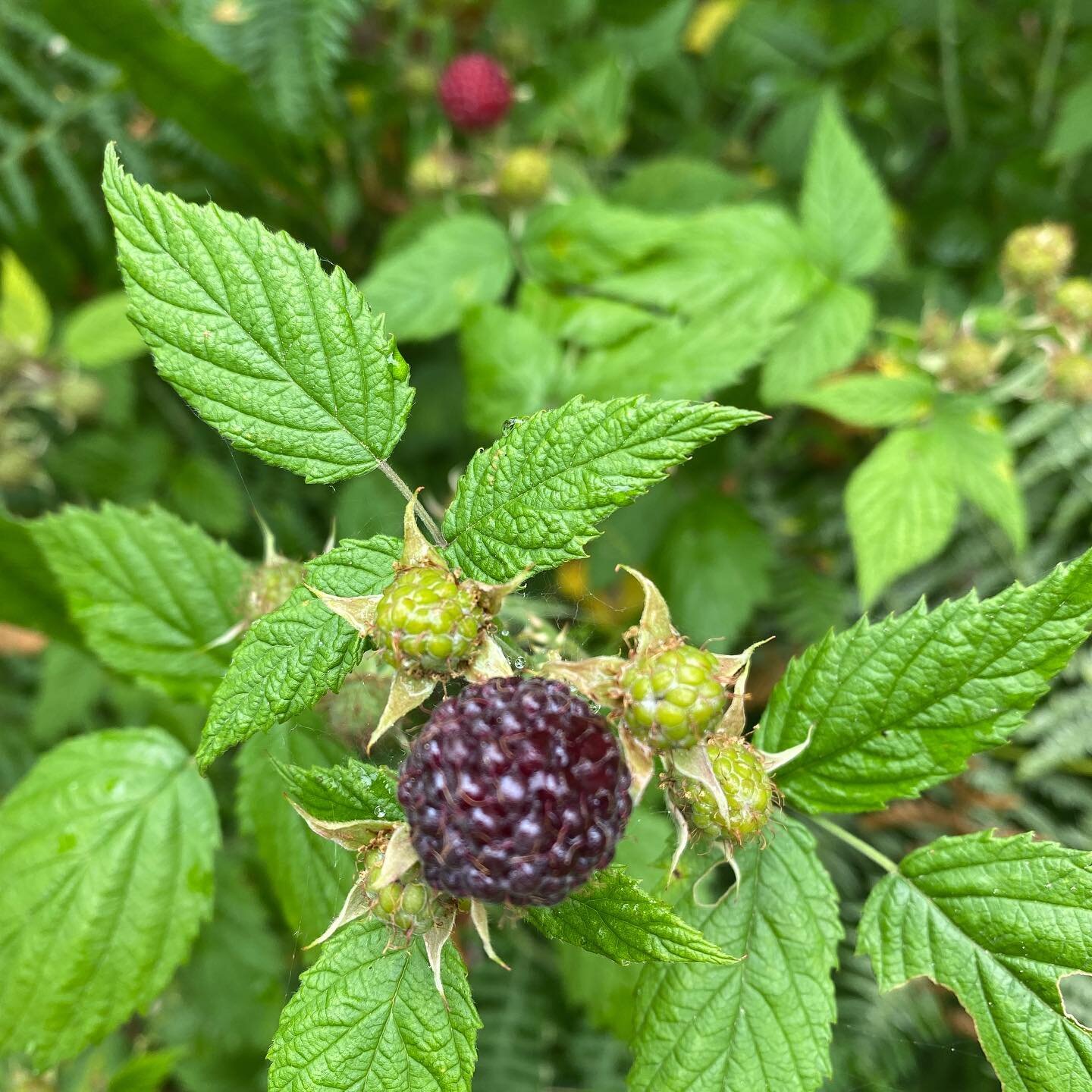 Berry season upon us 😎😋
These black capped raspberries are tied as my favorites. Do you have a favorite wild berry
.
.
.
.
.
.
#nature #outdoors #naturephotography #wildlife #naturalist #wildedibles #wildforaging #botany #plantID #survival #bushcra