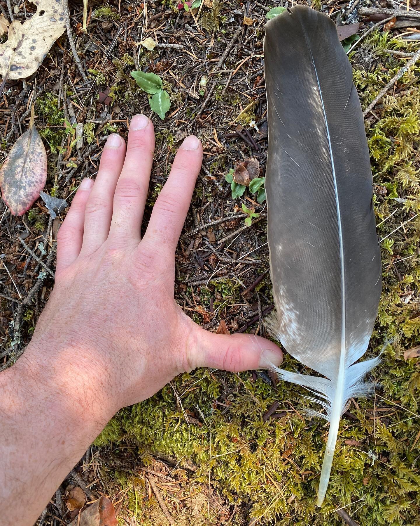 Awesome Eagle feather found by @ari.sahagun on Orcas Island.
.
.
.
.
.
.
.
#birding #naturalist #featherid #wildlife #wildlifephotography #wildlifetracking #animaltracking #nature #birdnerd #outdoors #exploration #hiking #pnw #washingtonstate #birdin