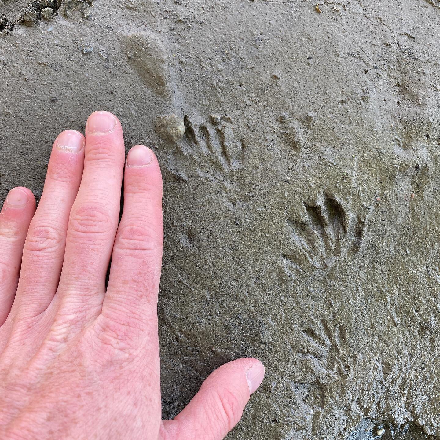 A cool set of tracks moving from the water onto the bank from this weeks free tracking basics walk. Do you recognize them?
.
.
.
.
.
.
#wildlife #wildlifetracking #nooksack #nooksackriver #lummiland #bellingham #washington #animaltracking #survival #
