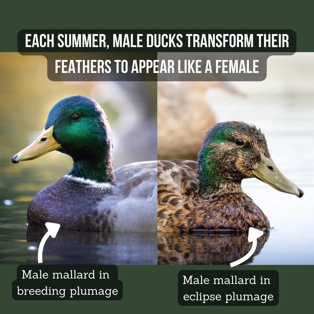 Eclipse plumage is cool! 

All birds molt or shed their feathers to keep them in good shape for long flights. Many waterfowl, including ducks, shed all their primary feathers (needed for flight) all at once. This means they cannot fully until they re