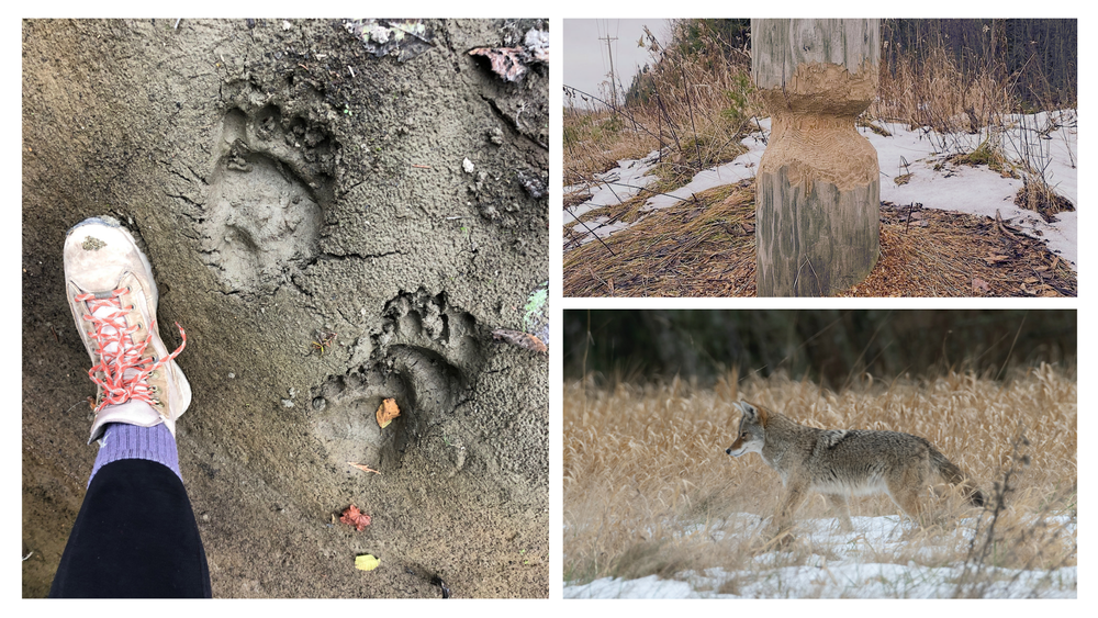 Wildlife Tracking for kids & families at WET Science Center (free ...