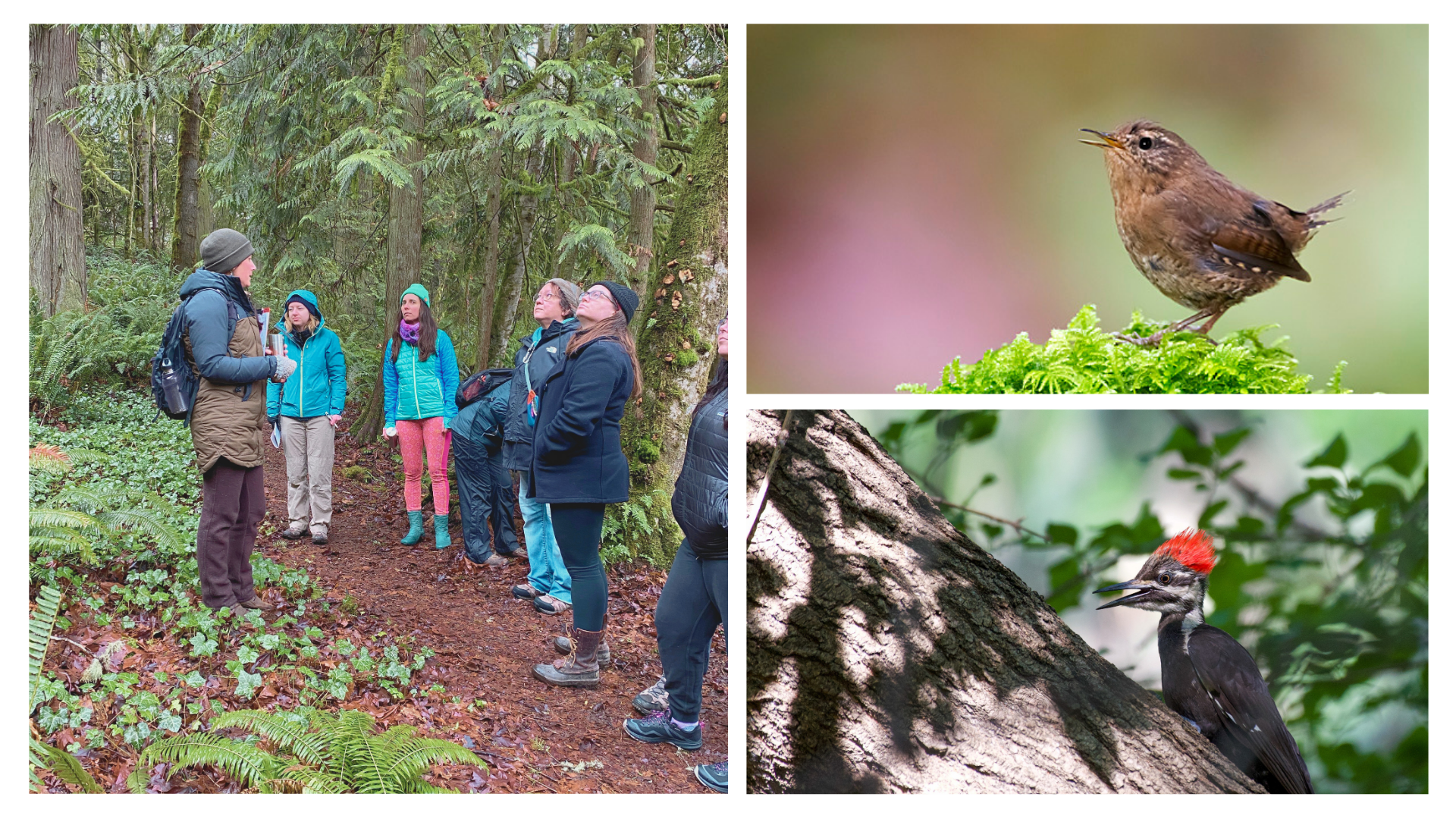 Happy Hour Birding with Capitol Land Trust (FULL)