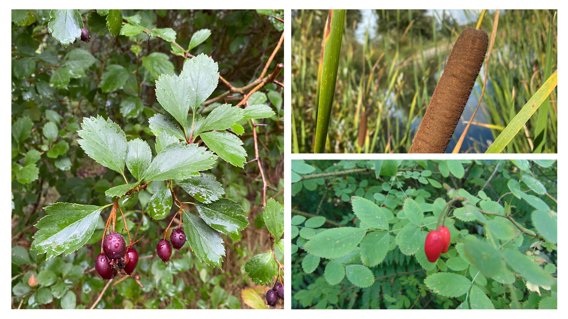 Late Summer - Early Fall Plant ID Foraging Walk ($25) (FULL)