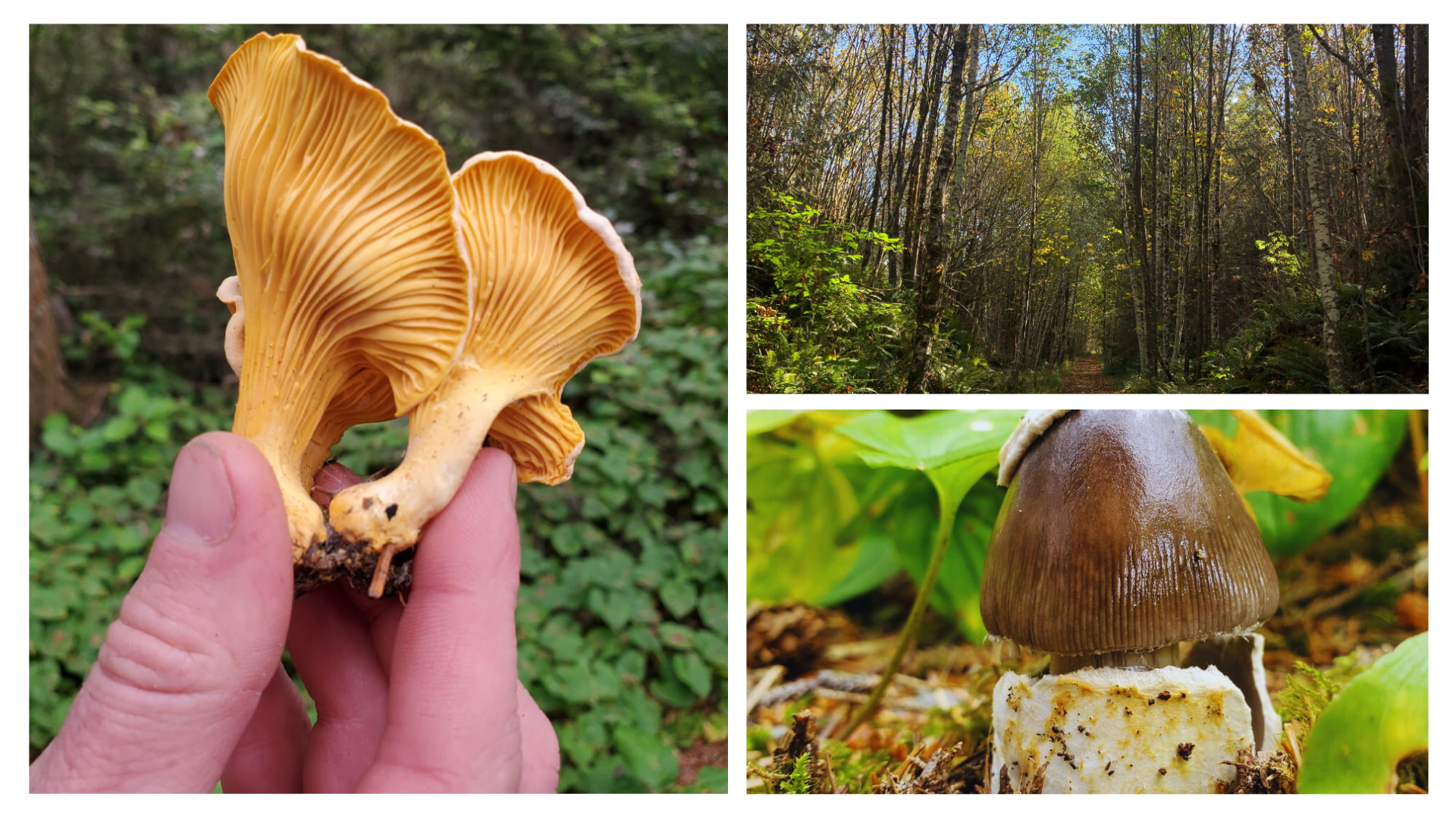 Tree & Fungi ID Basics Field Session ($25)