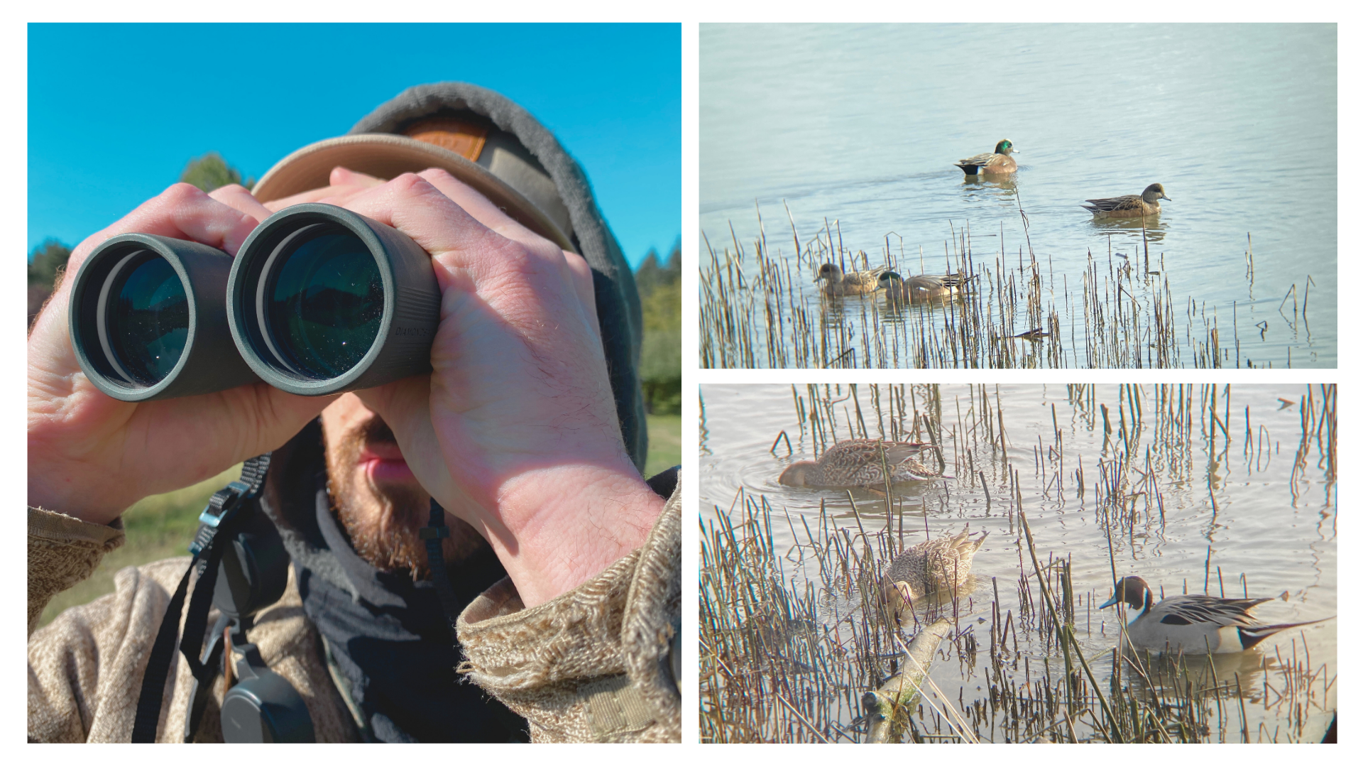 Afternoon Waterfowl Walk (Free)