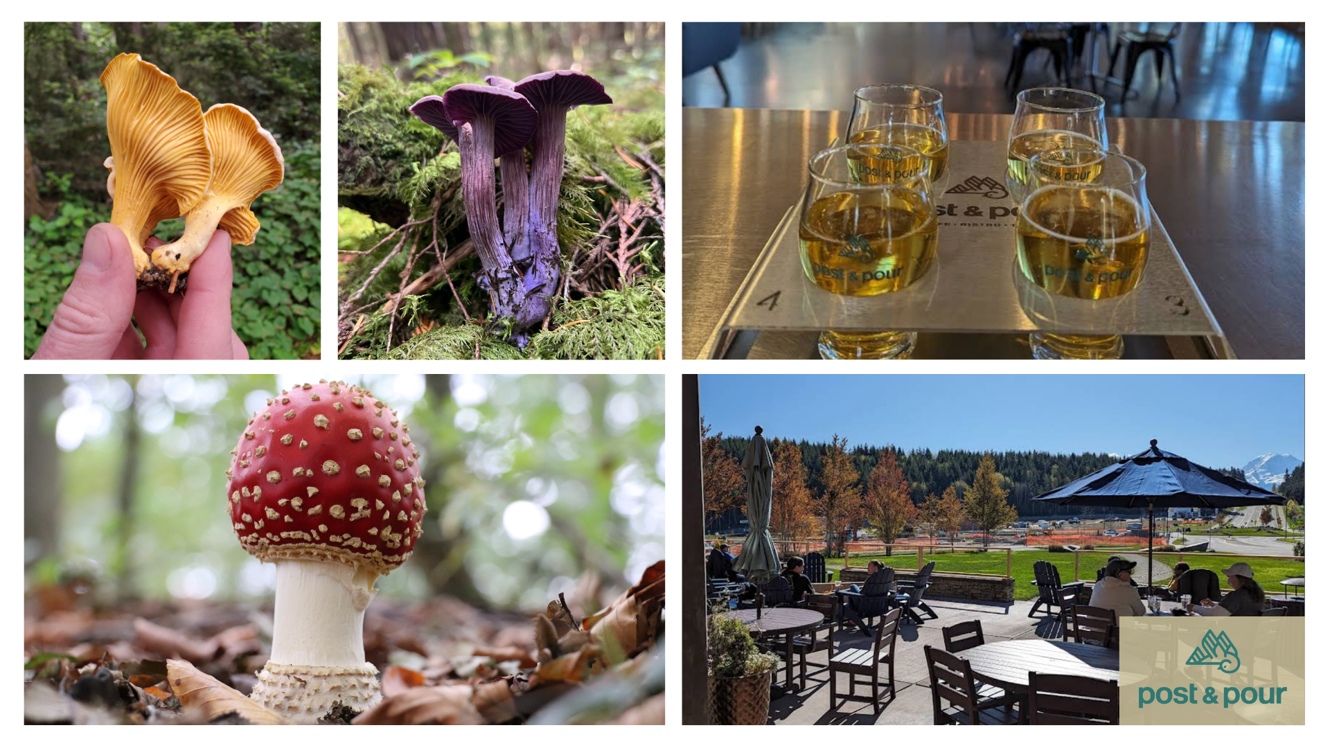 PNW Fungi Basics Crash Course - Post & Pour ($55)