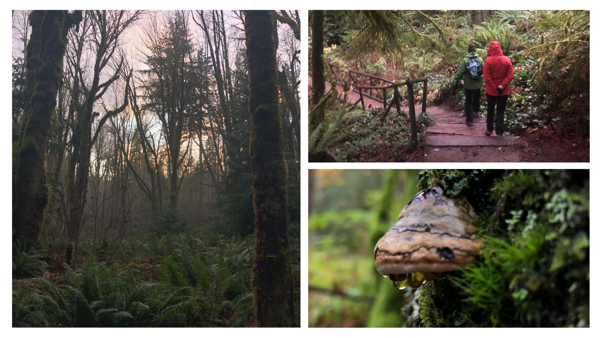 A (Somewhat) Silent Stroll (Free)