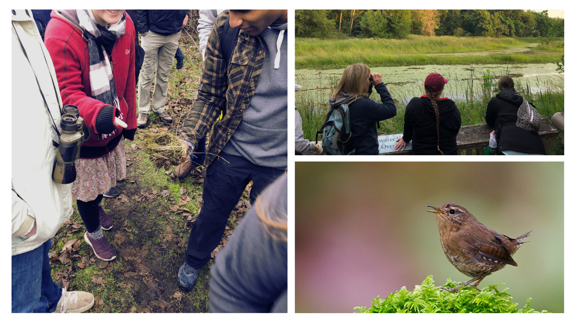 Intro to Bird Language ($10-$25)