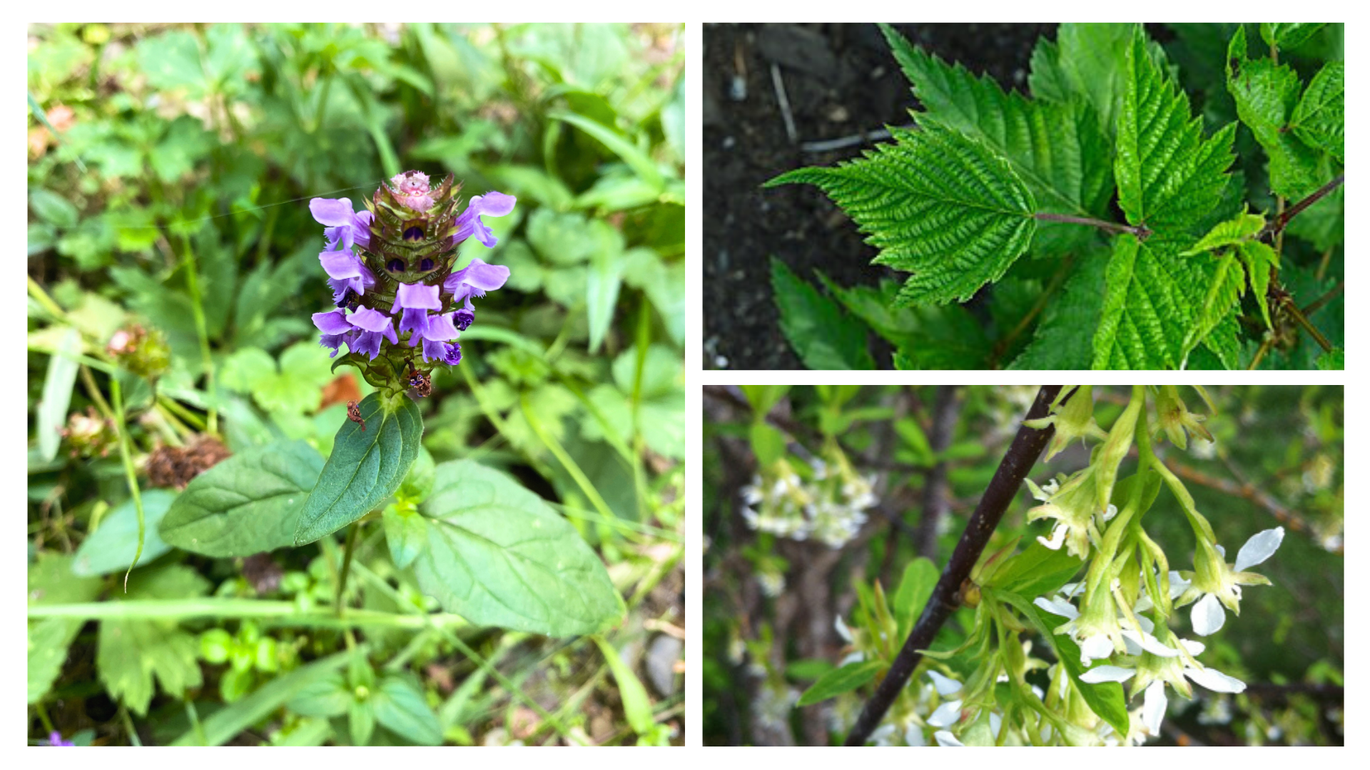 Spring Plant ID Apr 26.png