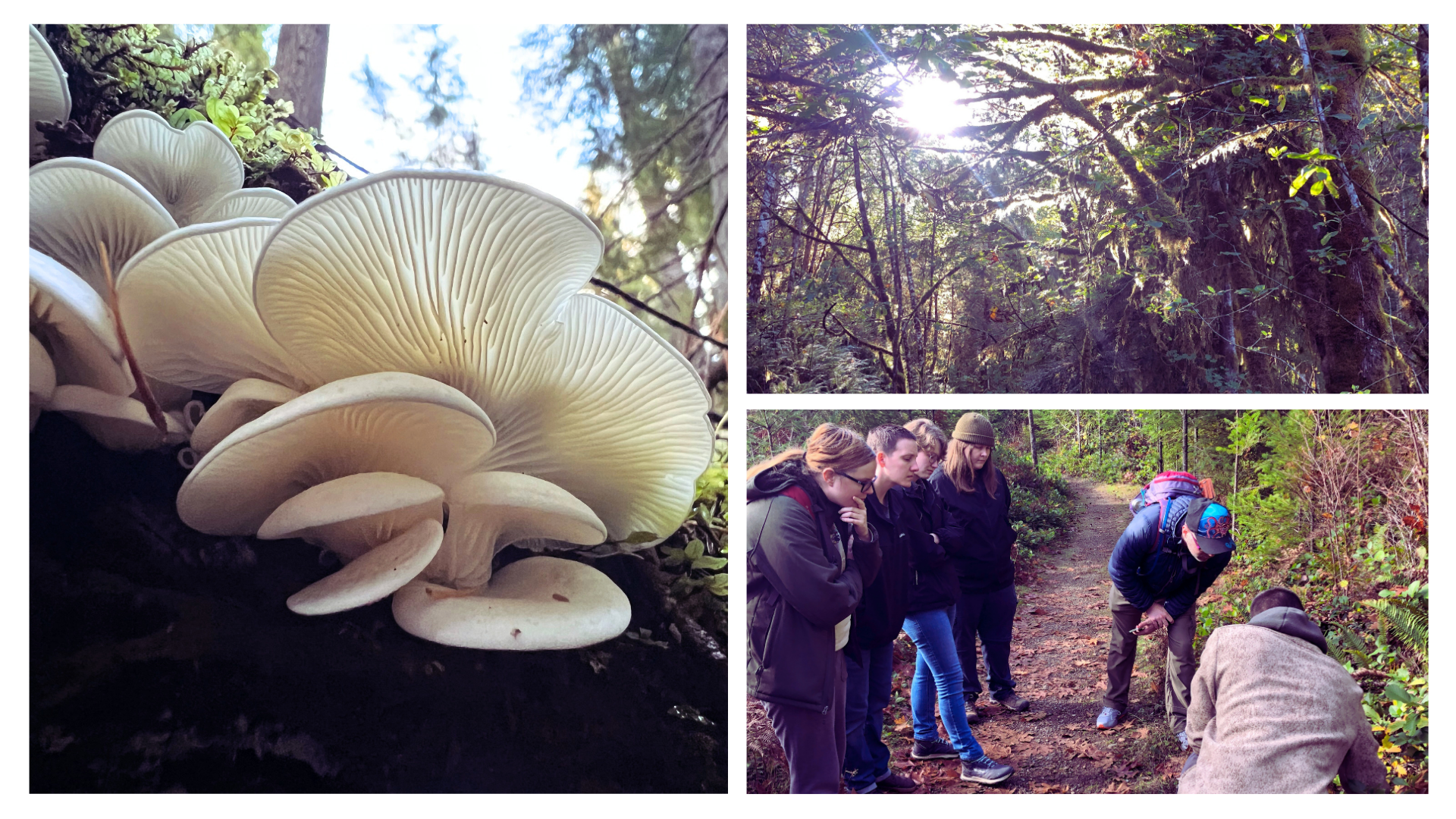 Tree &amp; Fungi ID Basics Field Session ($25)