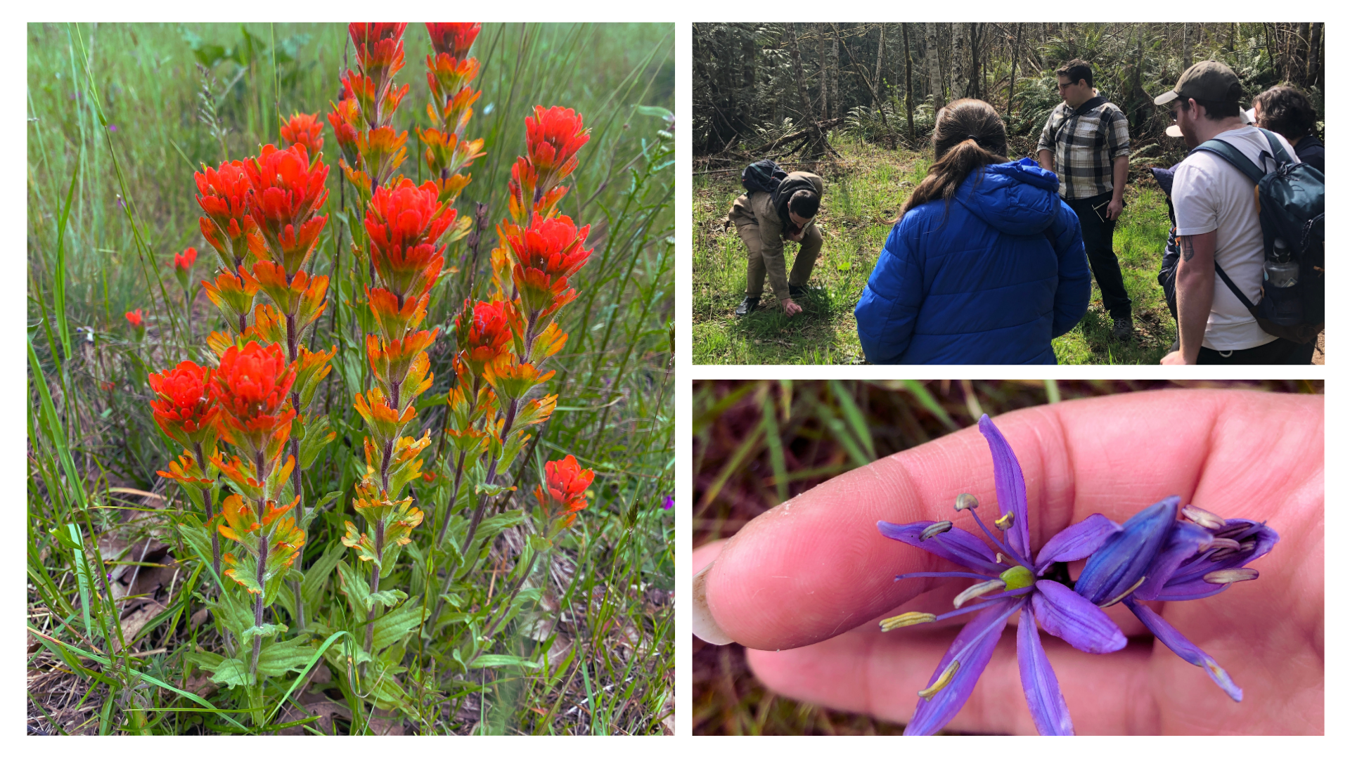 wildflowers of the prairie.png