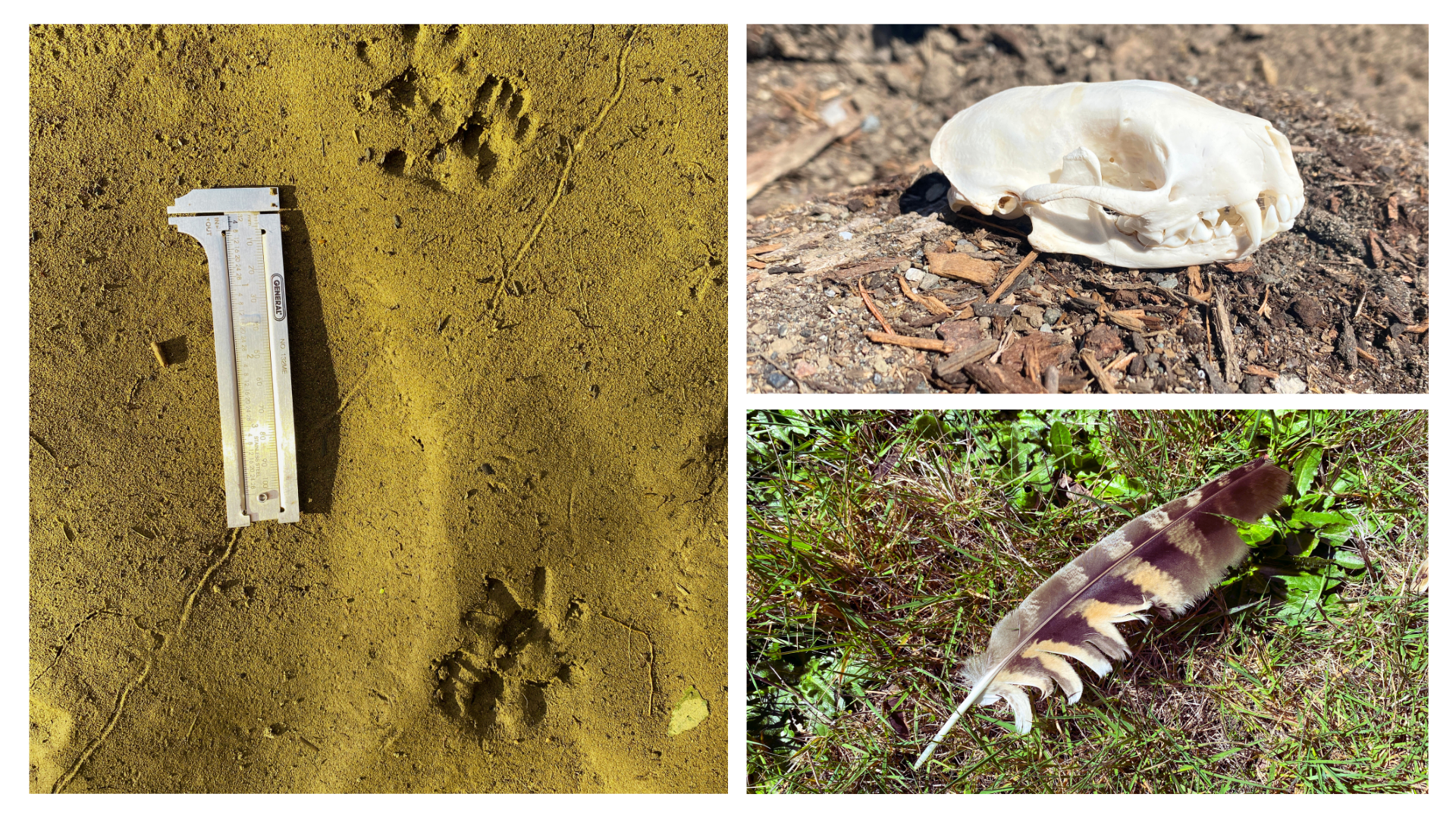 Intermediate wildlife tracking lecture may 2026.png