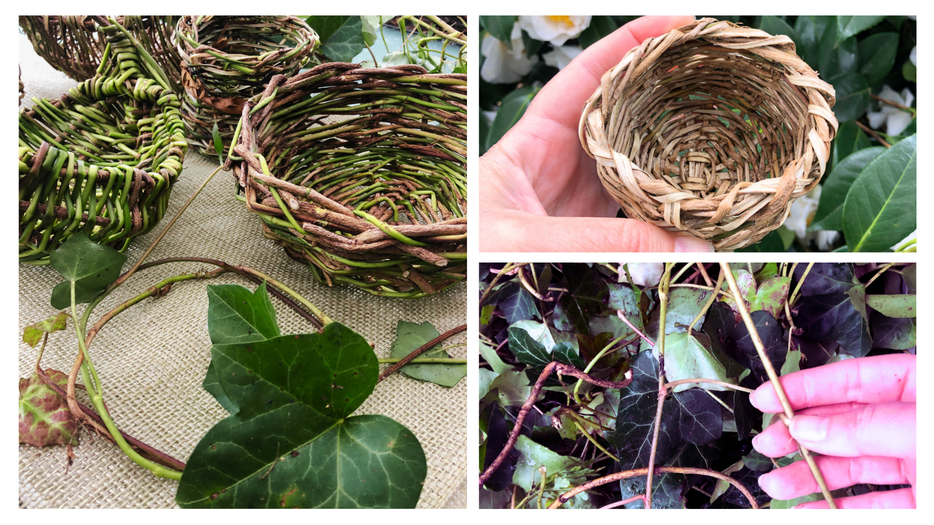 Ivy basket class.png