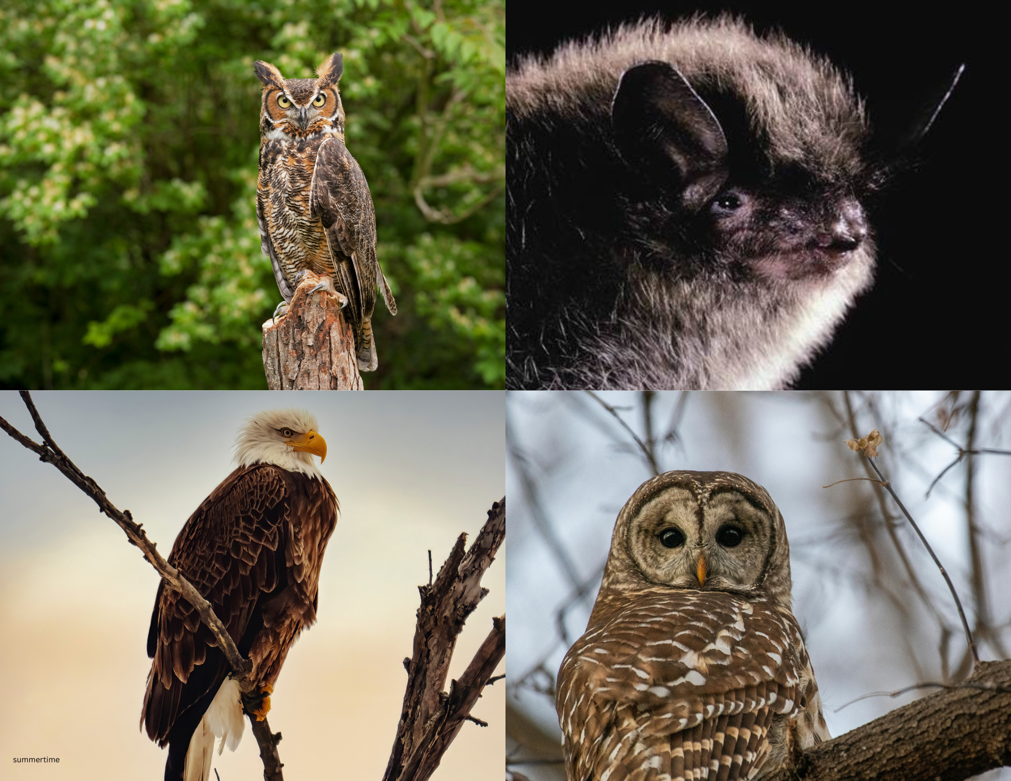 Bird, Bat, and Owl Walk with Chehalis River Basin Land Trust (FREE)