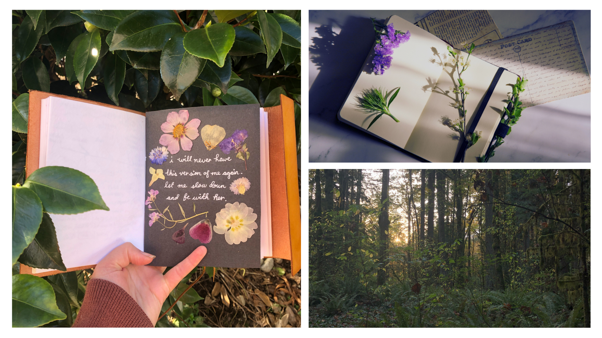 Nature Journaling with Capitol Land Trust (FREE)