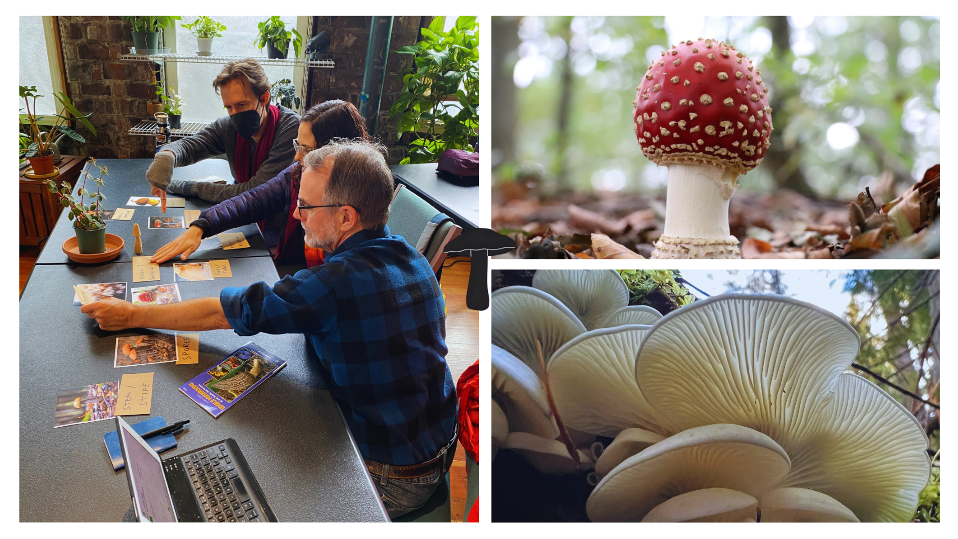 Fungi crash course TCH.png