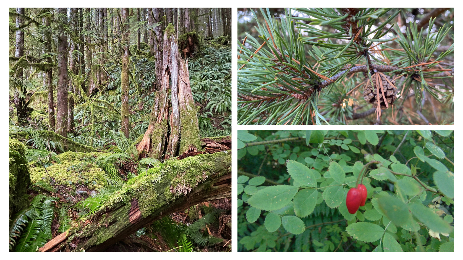 Fall Plants &amp; Ethnobotany Walk ($25)