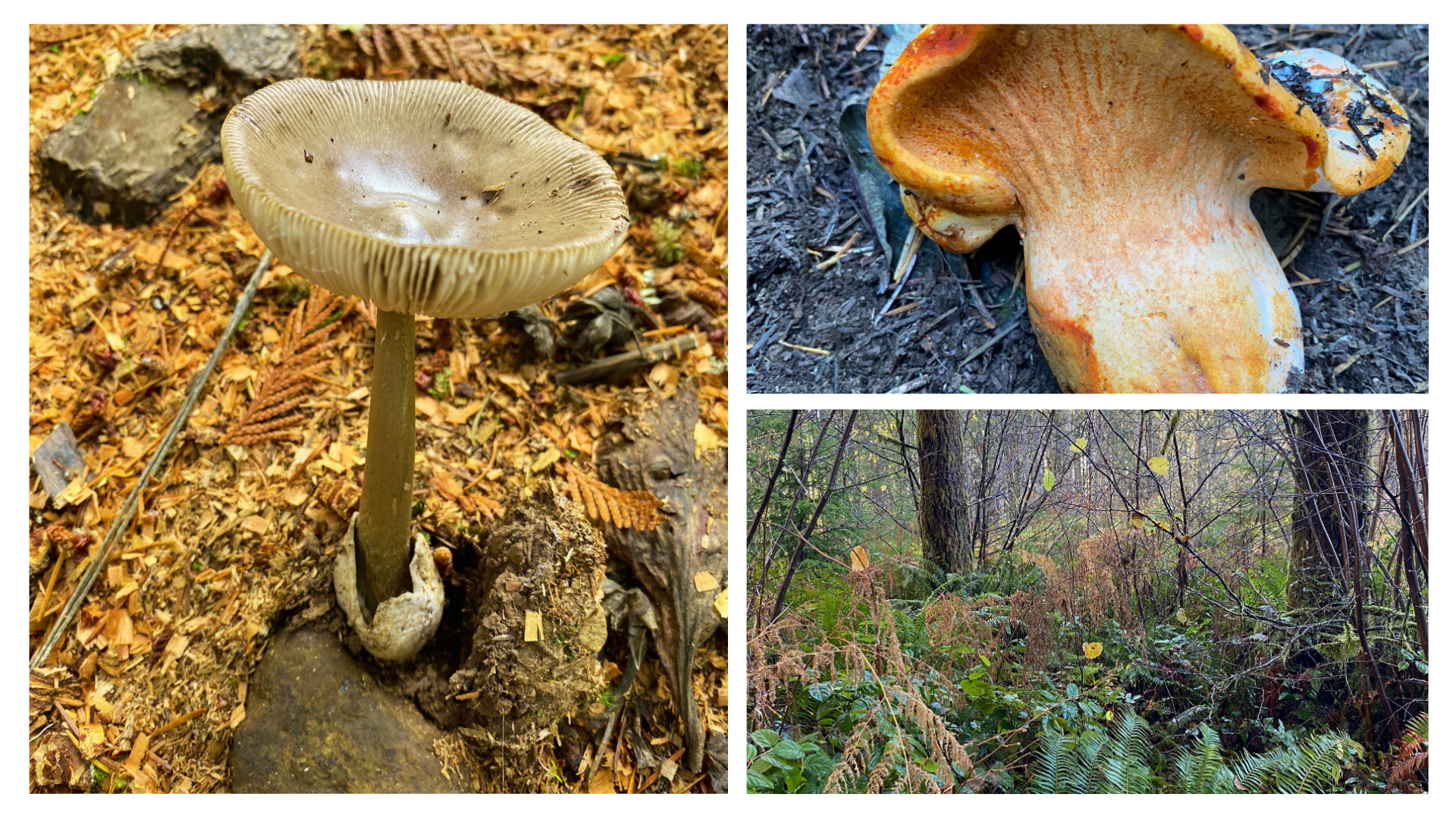 Early Winter Plants and Mushrooms Naturalist Walk.png