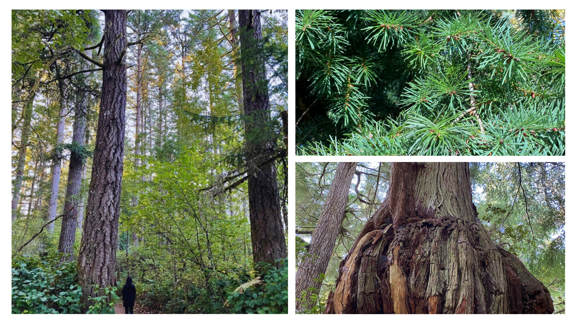 PNW Tree ID 2026.png