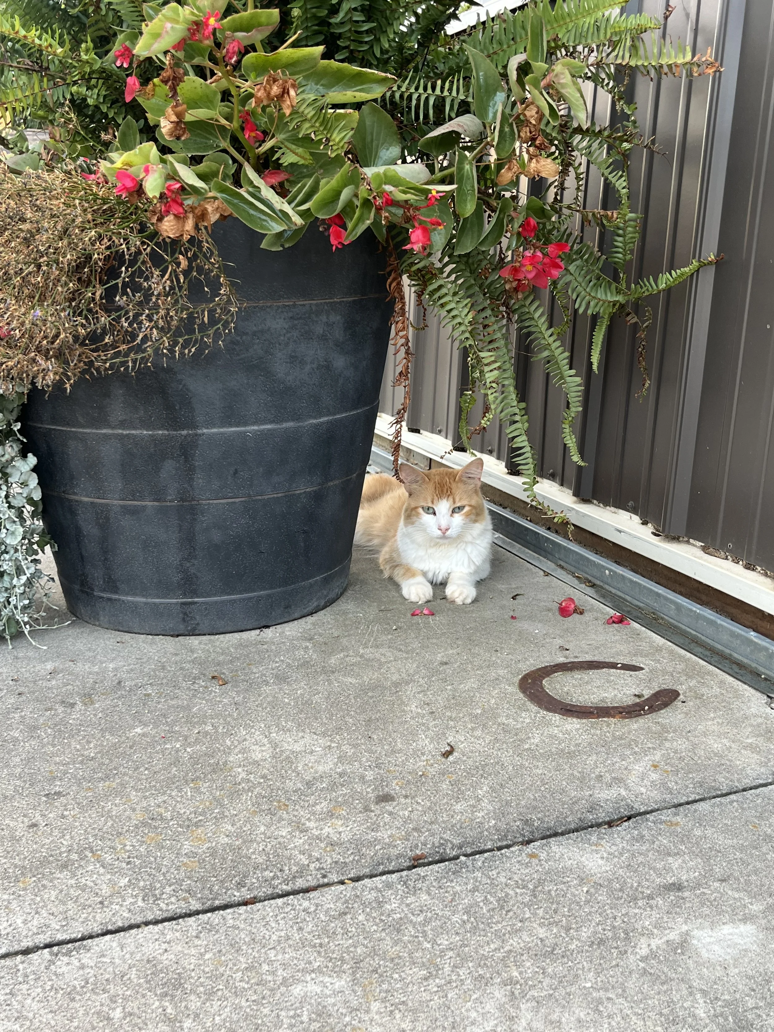 IMG_2412.jpeg