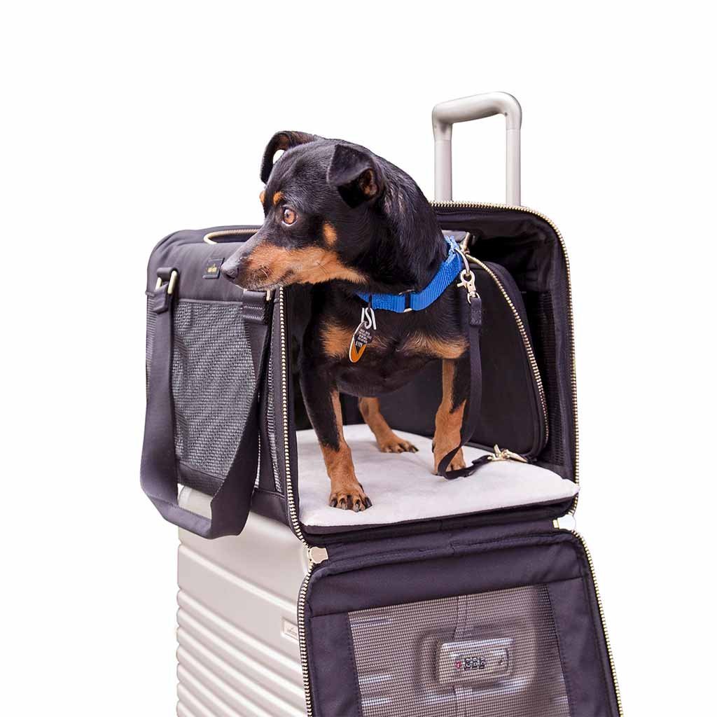 arlo-skye-pet-carrier-rescue-dog-4_1200x.jpeg