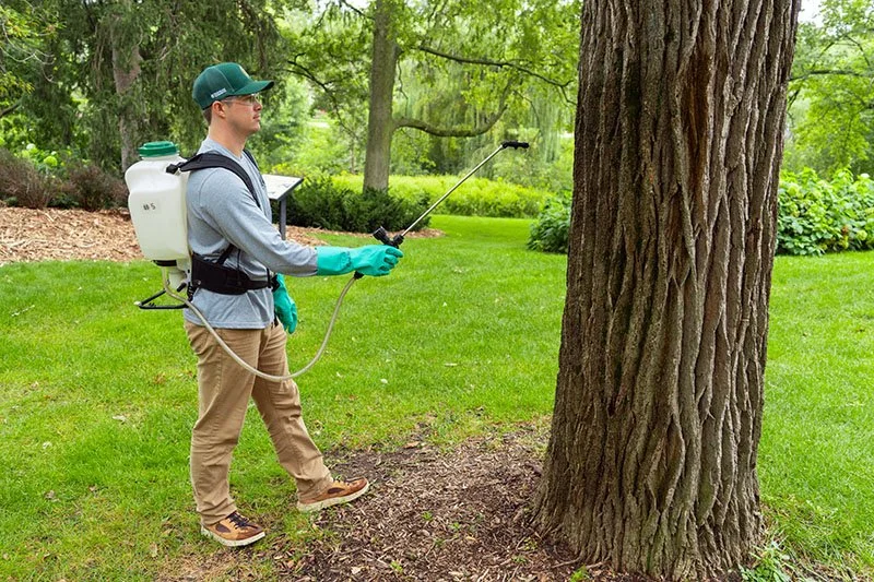 Saving the Oaks