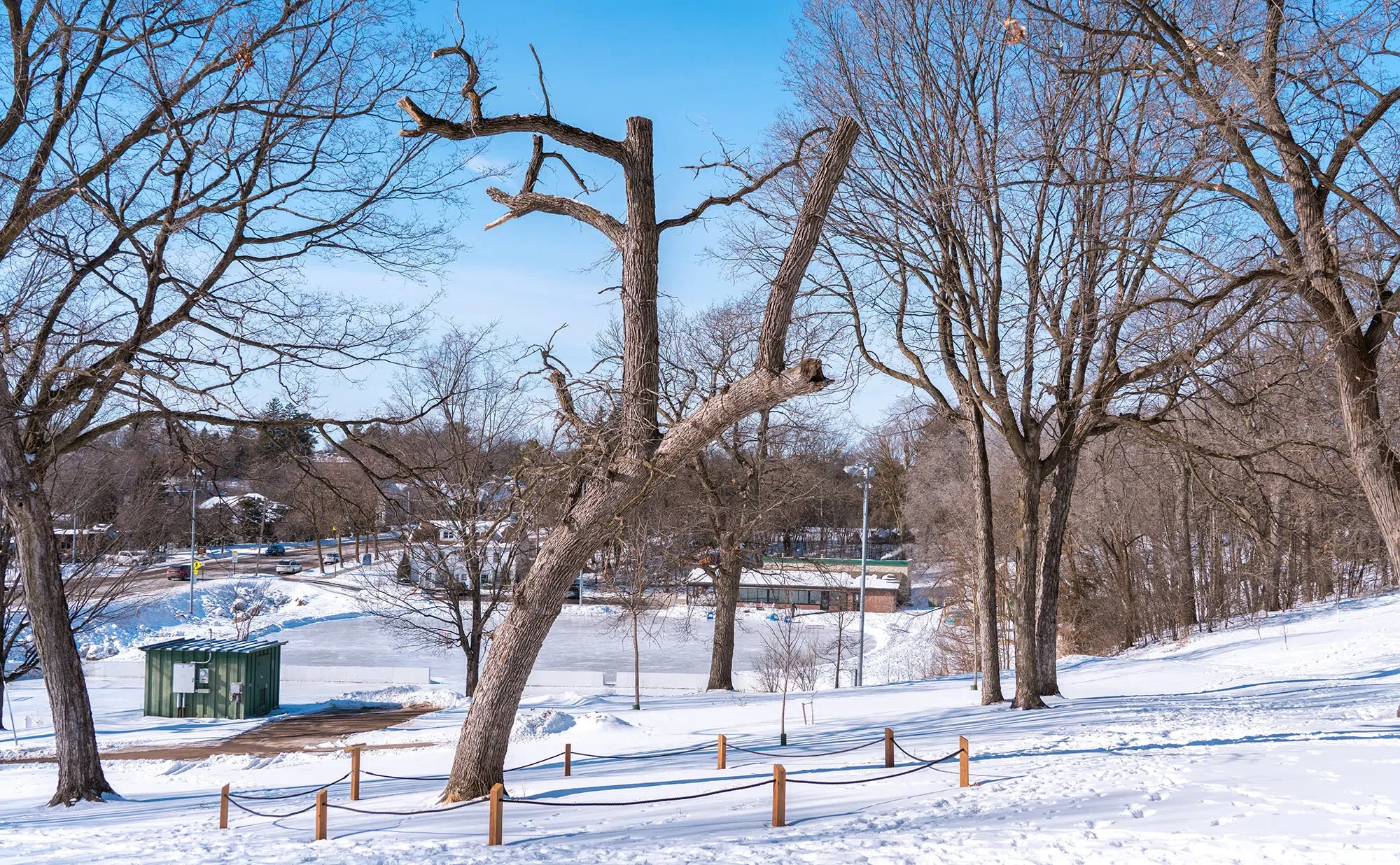 Dead Wood, New Life: The Wayzata Wildlife Snag Project