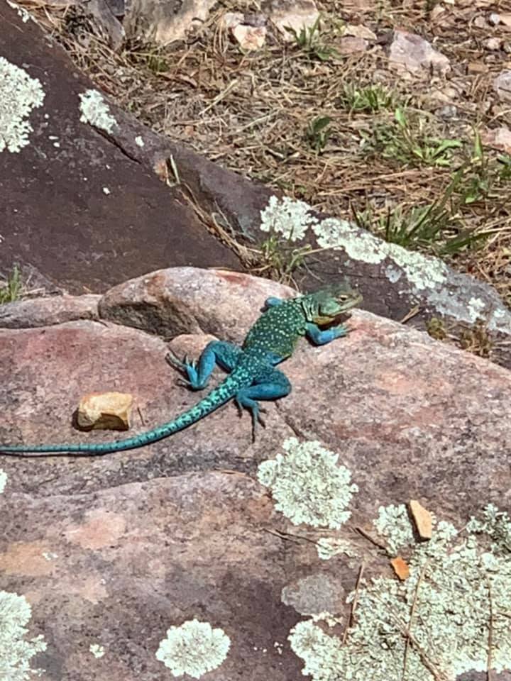 wildlife_timber_ridge_estates_oklahoma