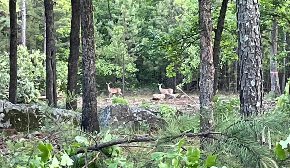 wildlife_timber_ridge_estates_oklahoma