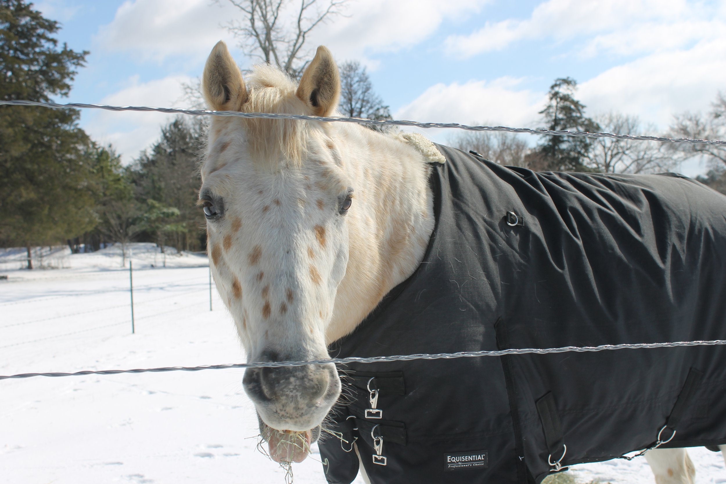 wildlife_timber_ridge_estates_oklahoma