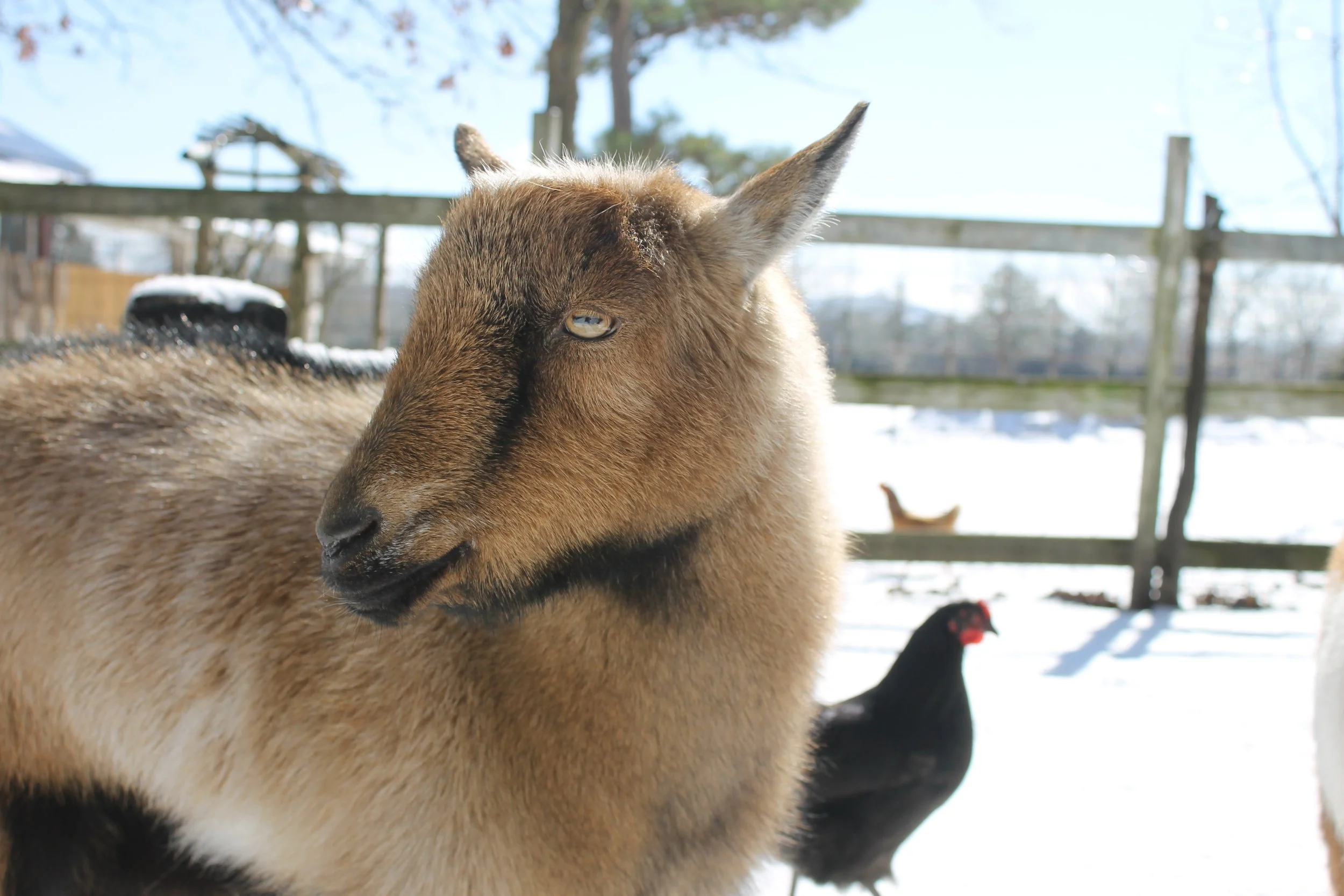 wildlife_timber_ridge_estates_oklahoma