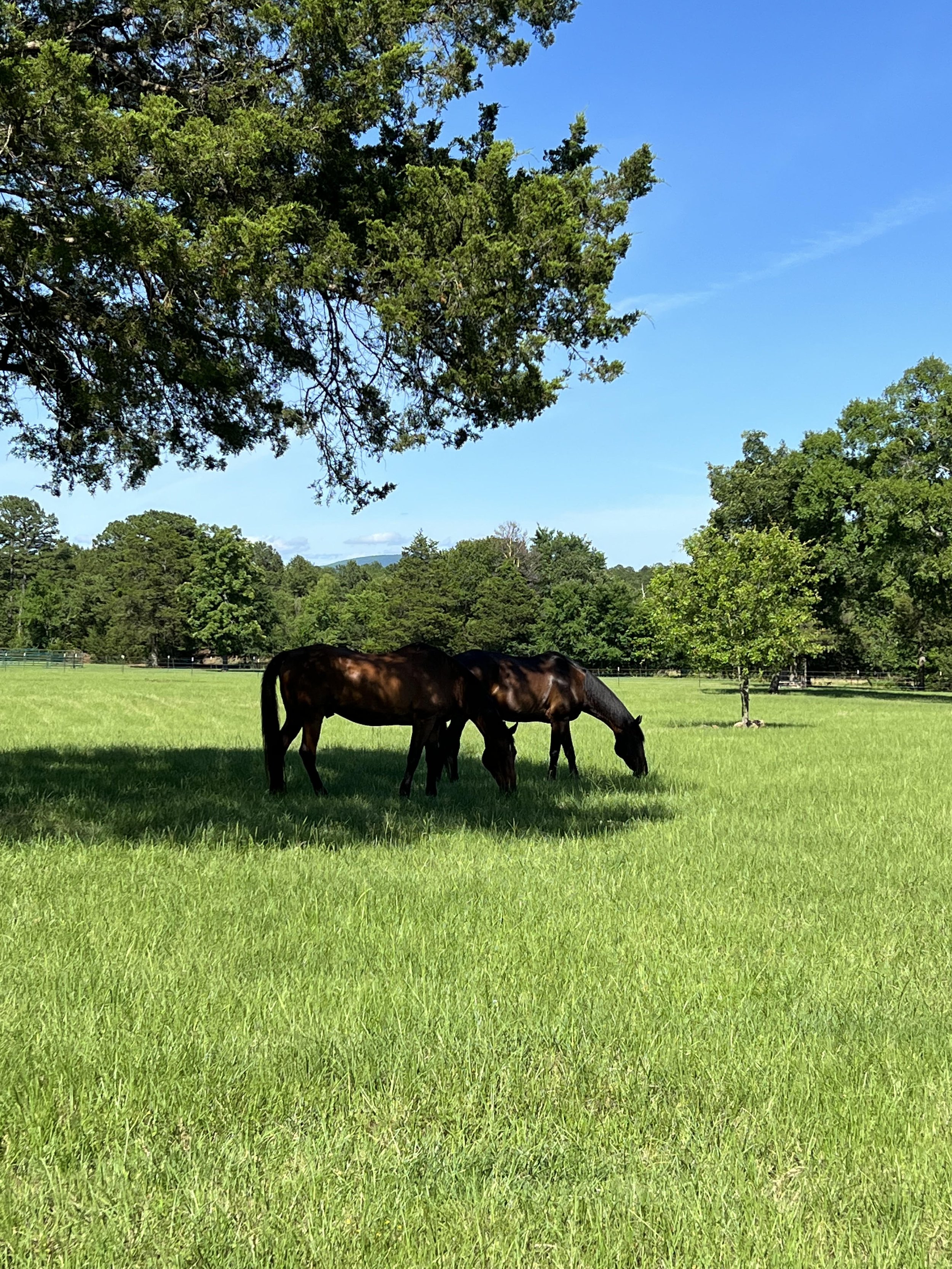 land-for-sale-horses-nature-animals
