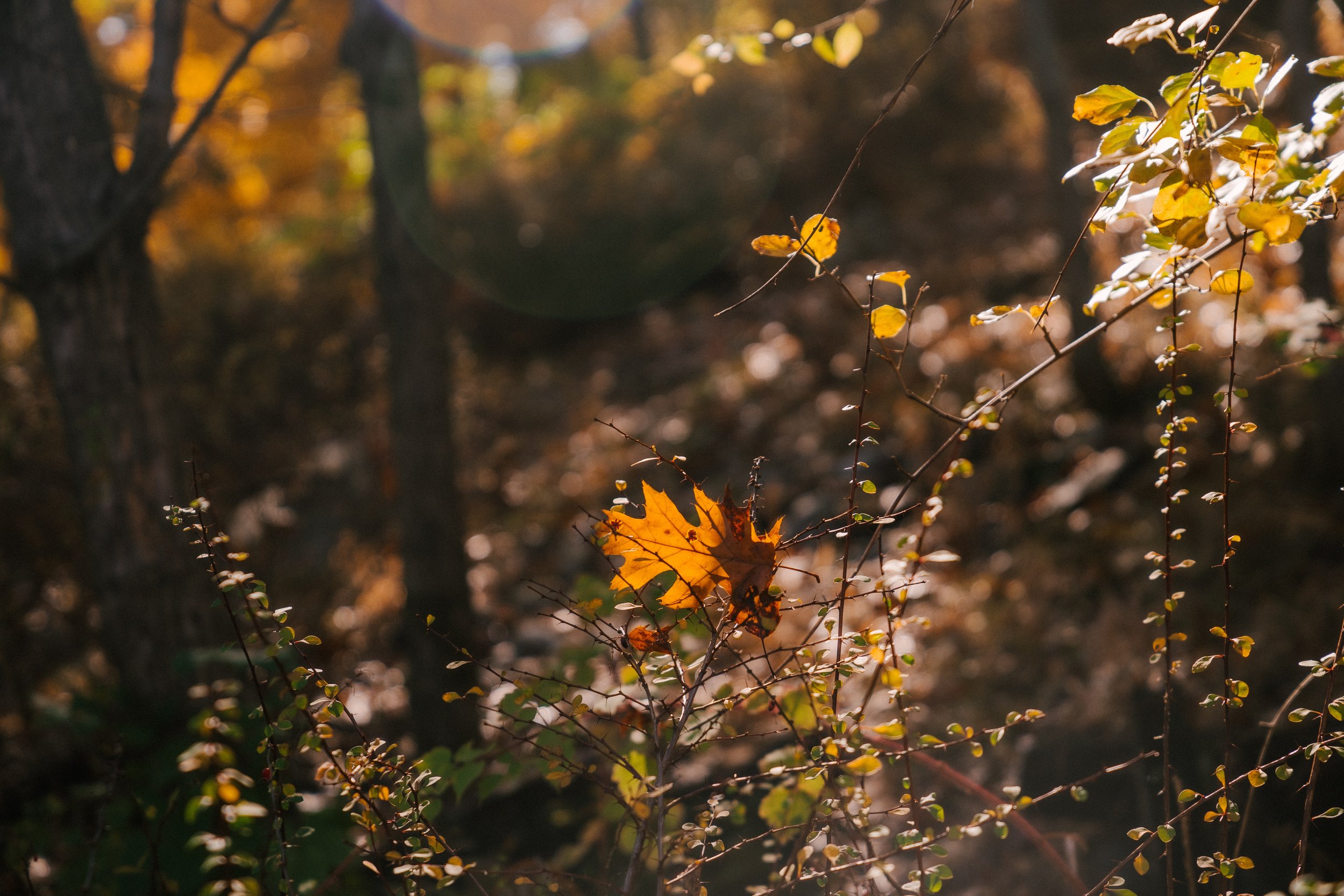 autumn-fall-leaves-oklahoma