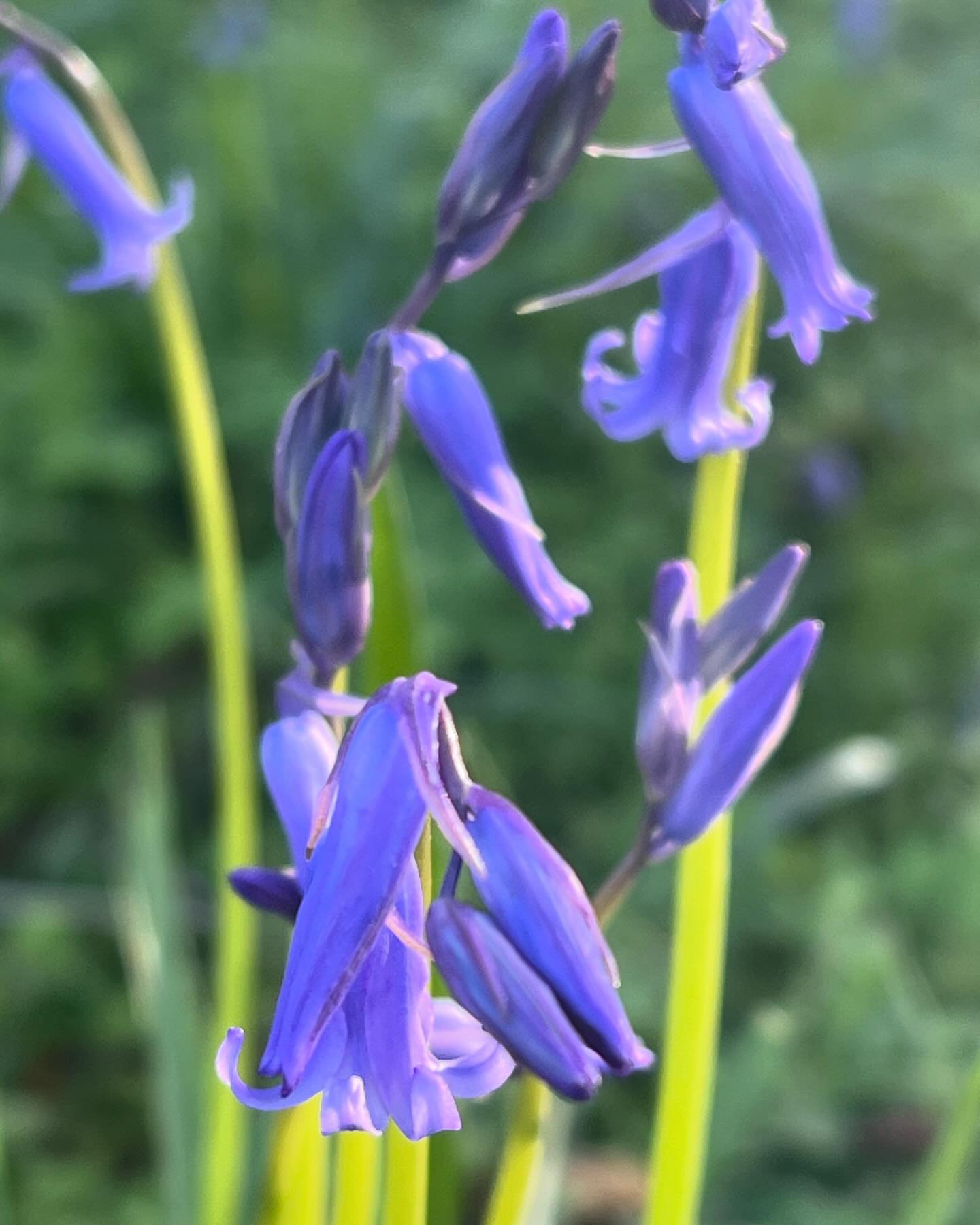 It&rsquo;s such an amazing site, the arrival of the flowers on the English Bluebell that emerged a few weeks ago. Over the next few weeks the show will intensify and draw us to stop, stand and take in the awesome beauty that is nature. From the scent