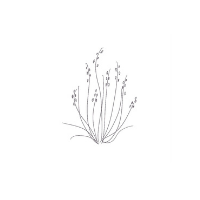 Copy of Copy of Untitled (2).png
