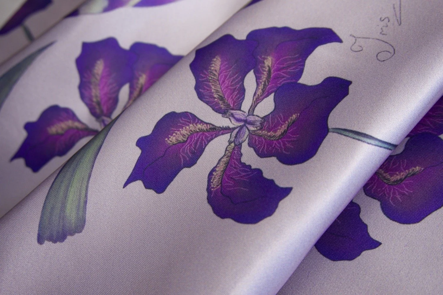 Purple Iris