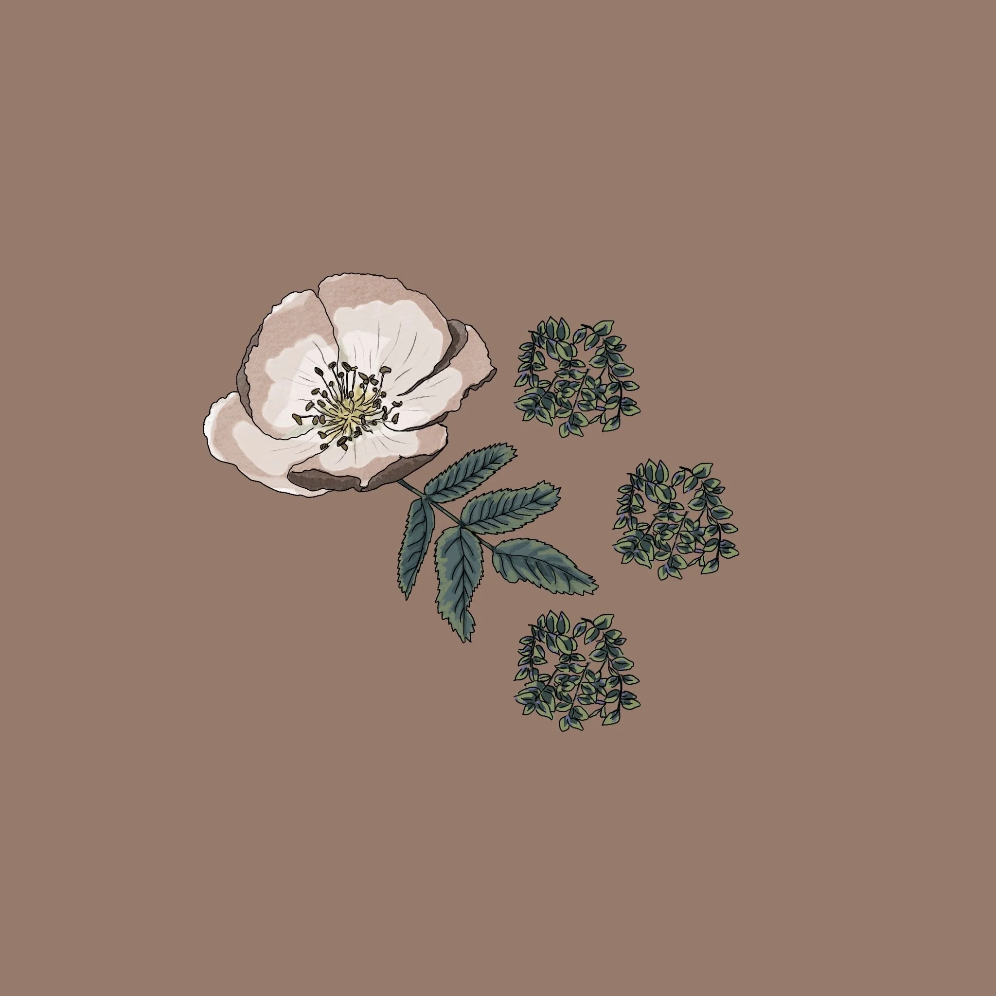My_Sweet_Meadow_Vol.1.jpg