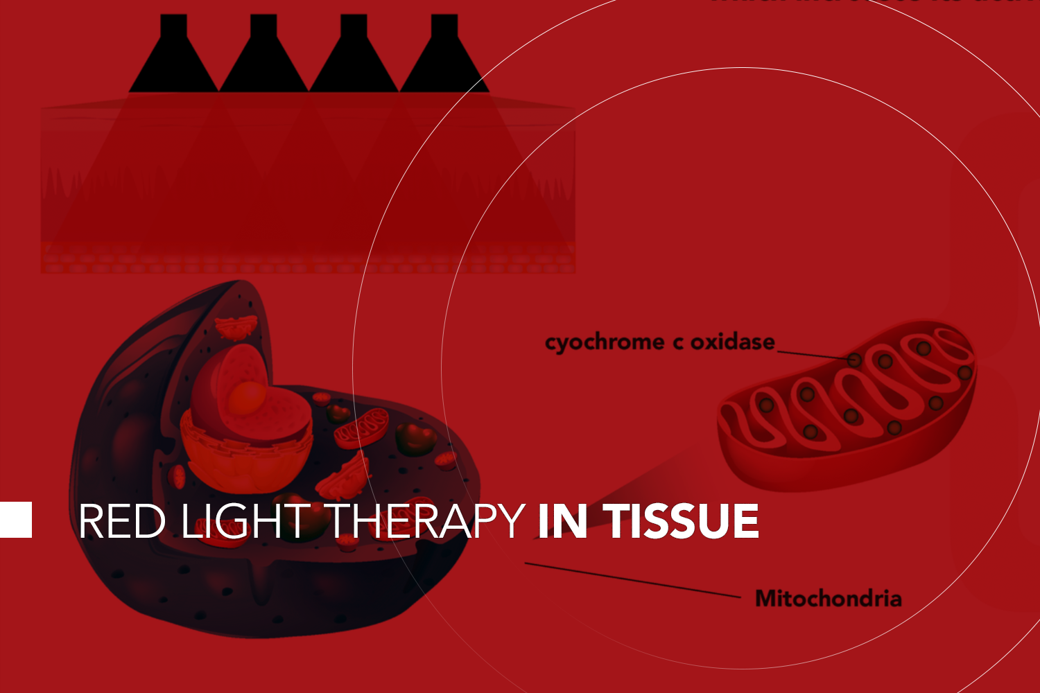 Red Light Therapy in Tissue