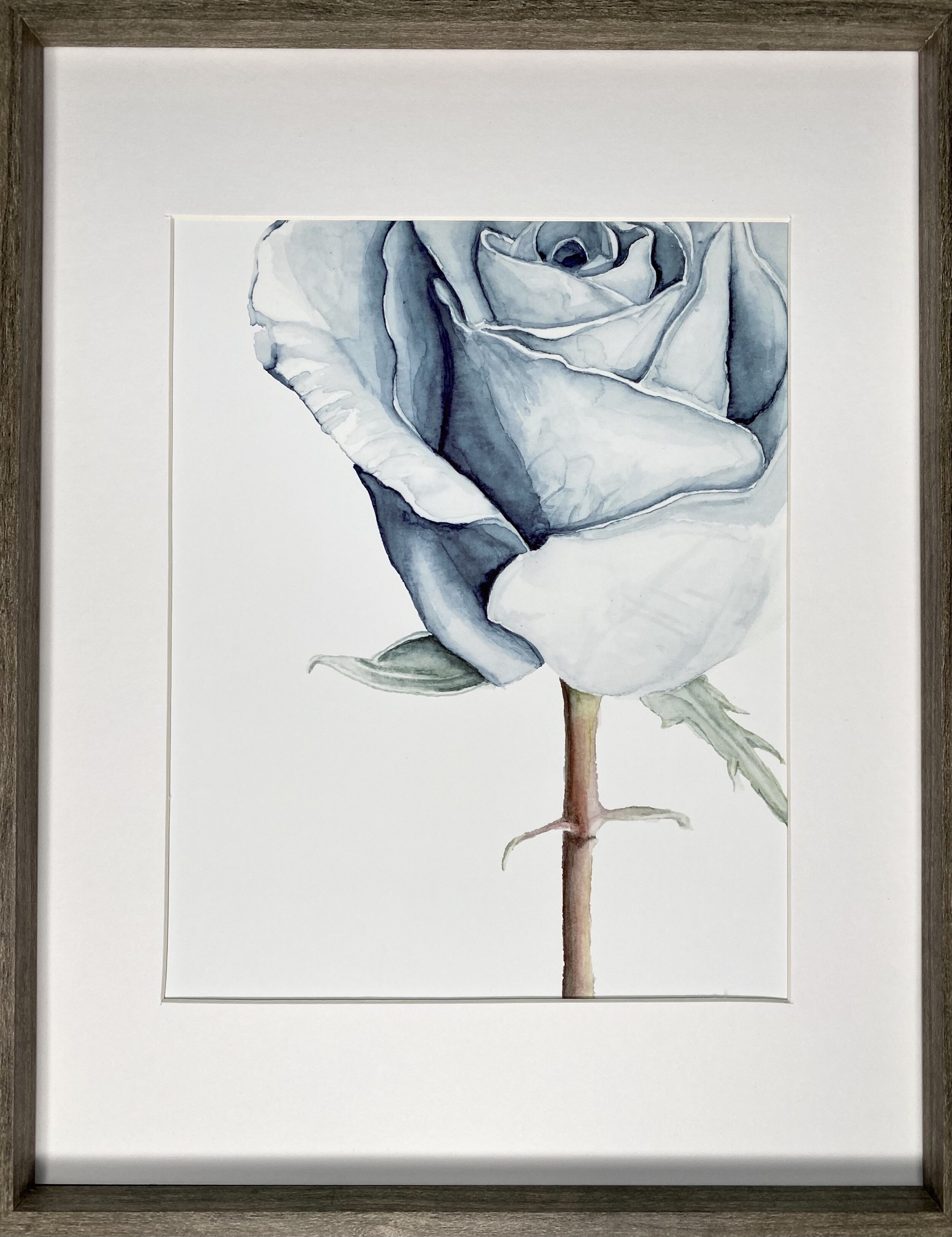 Close-up Watercolor Painting of a rose done in blue