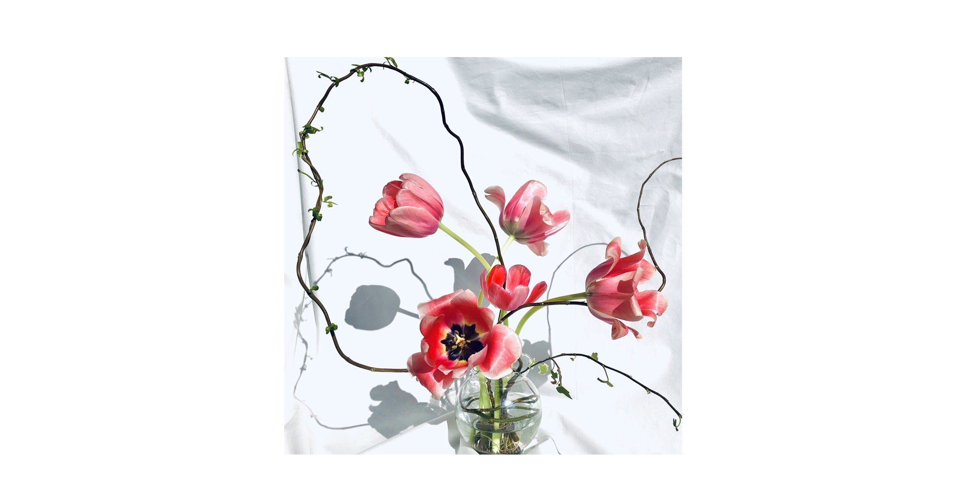 Tulip1.jpg